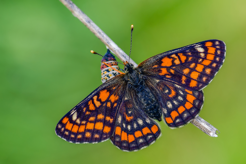 Euphydryas maturna - díszes tarkalepke
