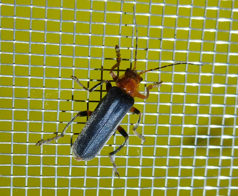Cantharis livida - mezei lágybogár