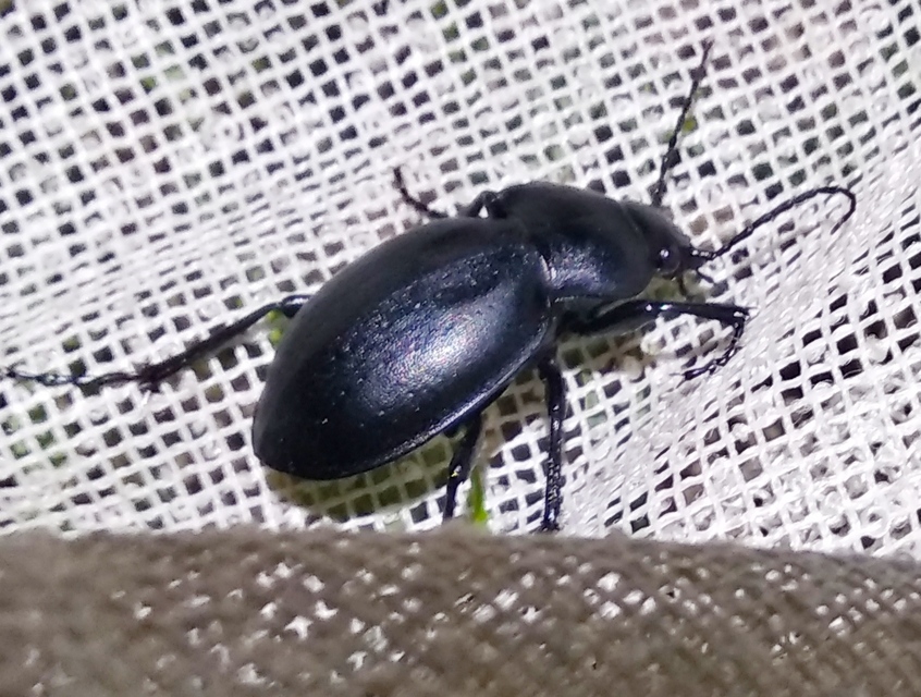 Carabus hungaricus - magyar futrinka