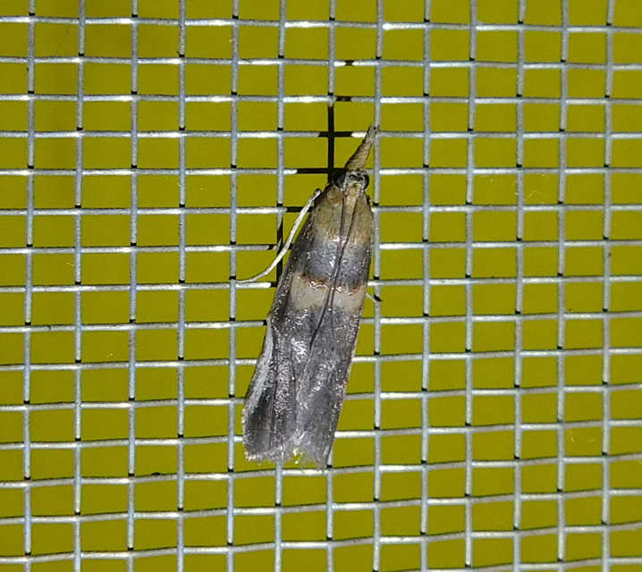 Etiella zinckenella - akácmoly