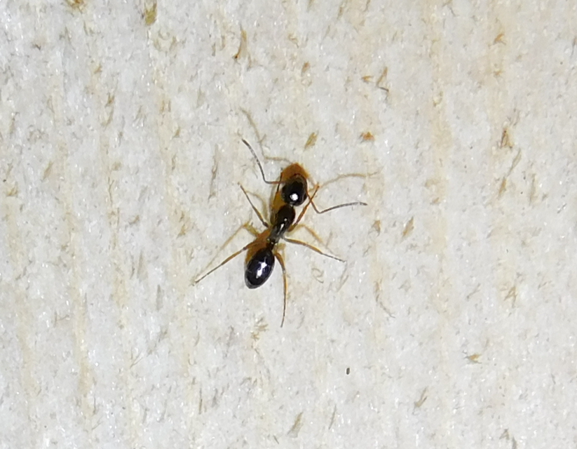 Camponotus fallax - ligeti lóhangya
