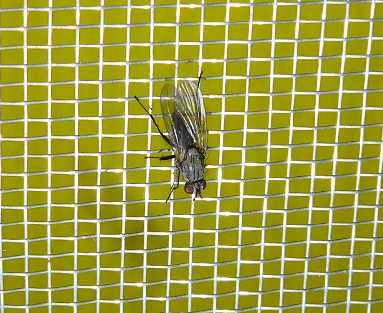 Anthomyiidae - viráglegyek