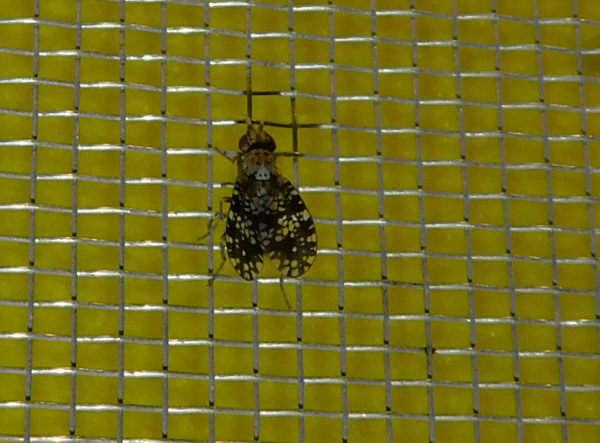 Trypetoptera punctulata - pirosszemű szarvaslégy