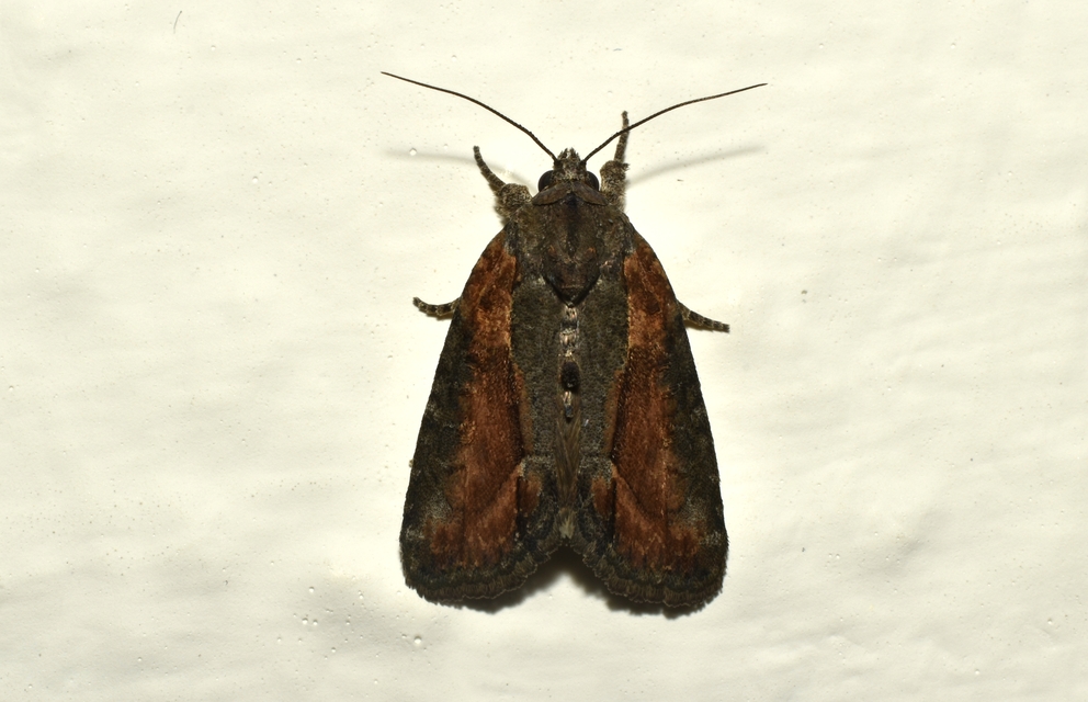 Bryophila felina - lappangó zuzmóbagoly