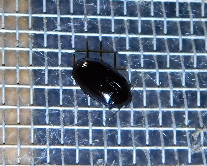 Platydema violaceum - fémkék taplóbogár