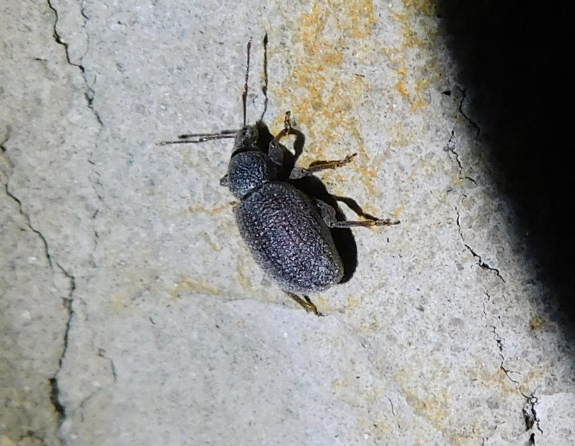 Otiorhynchus rugosostriatus - szamóca-gyalogormányos