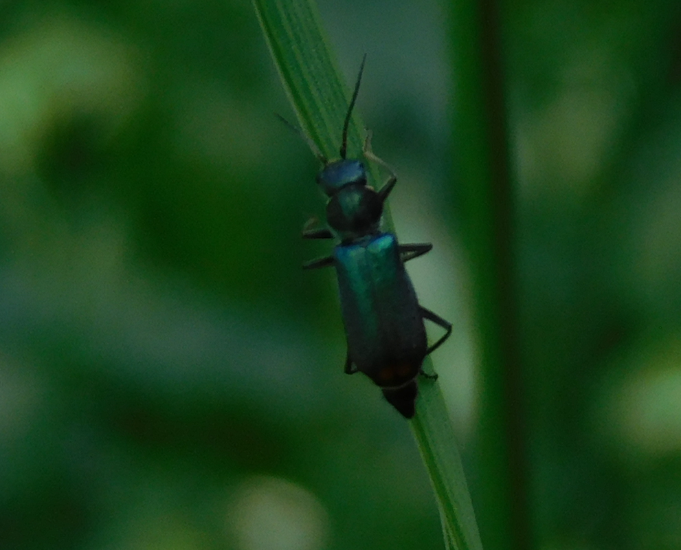 Clanoptilus strangulatus - feketecsápú bibircsesbogár