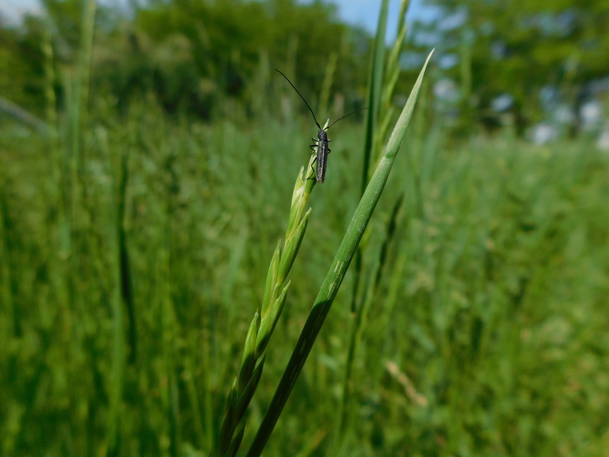 Theophilea subcylindricollis - hengeres szalmacincér Theophilea subcylindricollis - hengeres szalmacincér