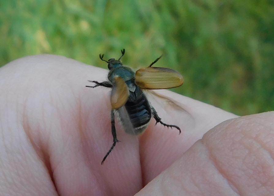Chaetopteroplia segetum - rozsszipoly