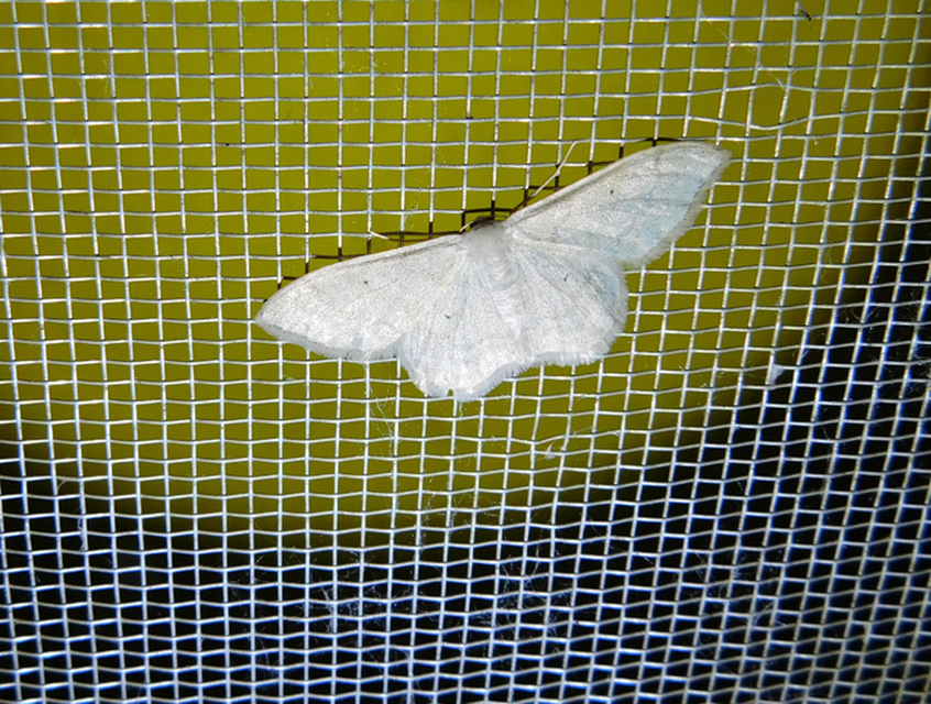 Idaea straminata - szalmasárga sávosaraszoló