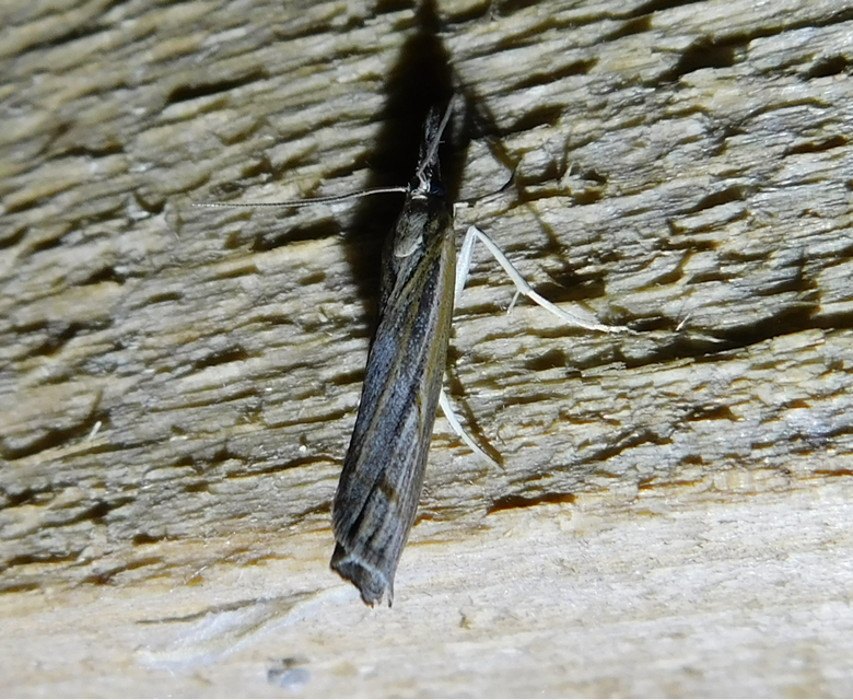 Pediasia contaminella - mocskos fűgyökérmoly