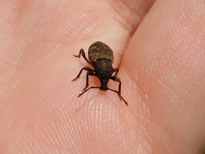 Otiorhynchus raucus - molyhos gyalogormányos