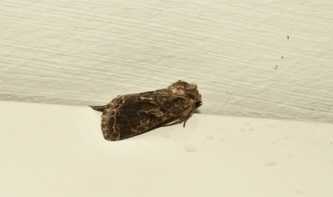 Apterogenum ypsillon - ipszilon-erdeibagoly