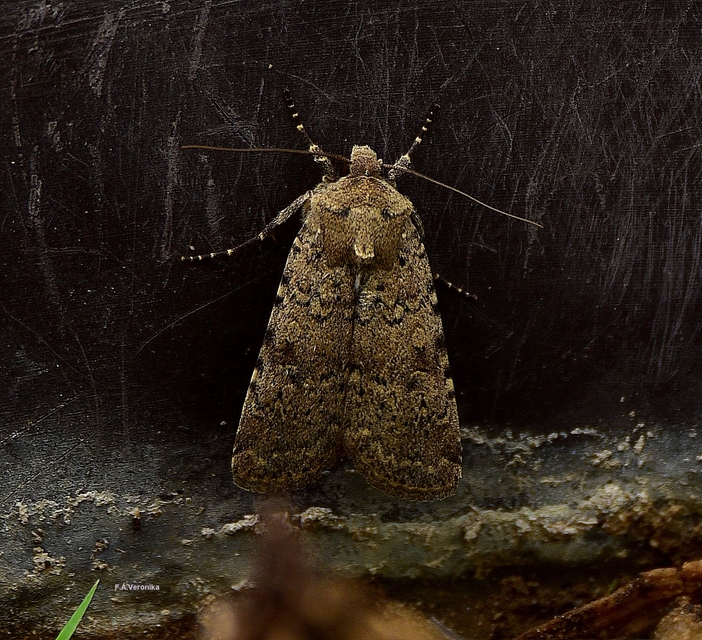 Rhyacia simulans - hamvas földibagoly