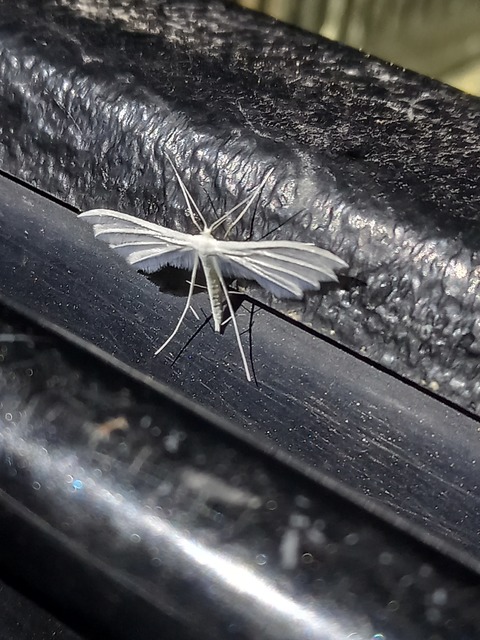 Pterophorus pentadactyla - fehér tollasmoly