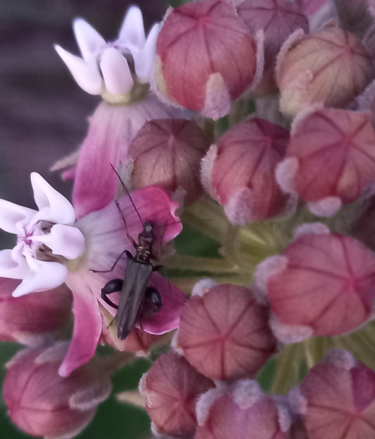 Oedemera flavipes - sárgalábú álcincér Oedemera flavipes - sárgalábú álcincér