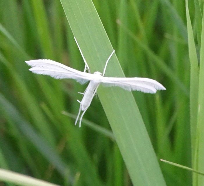 Pterophorus pentadactyla - fehér tollasmoly
