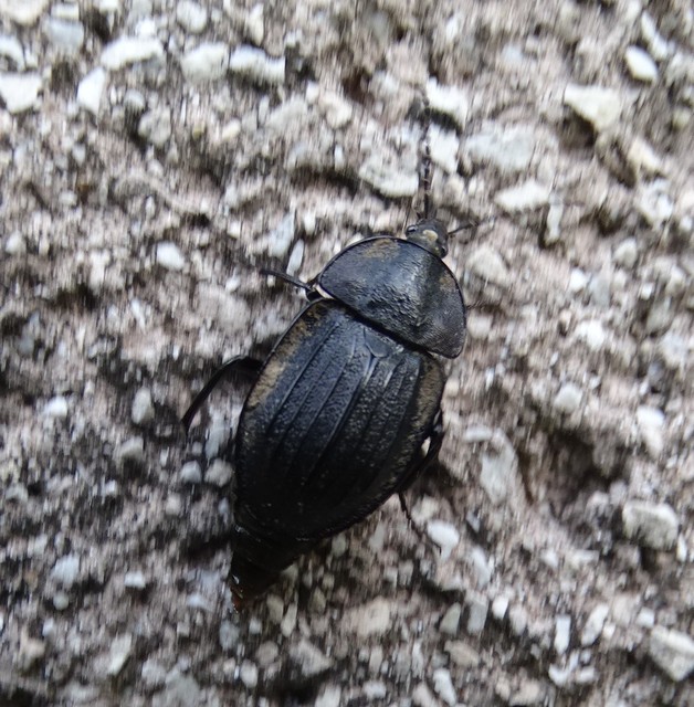 Phosphuga atrata - bordás csigarabló