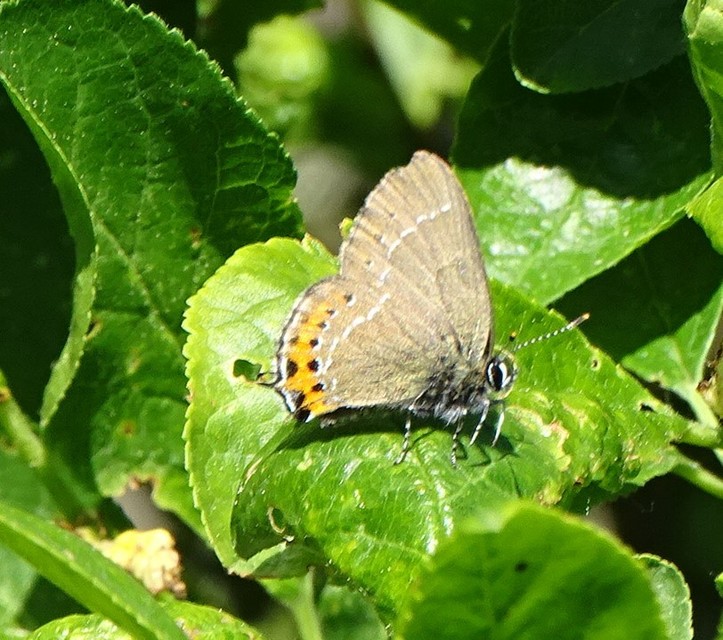 Satyrium pruni - szilvafa-csücsköslepke