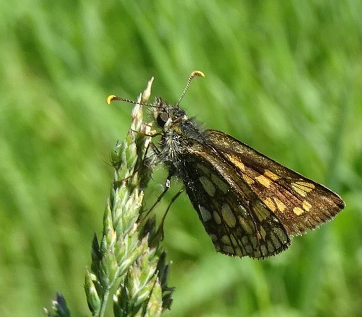 Carterocephalus palaemon - kockás busalepke