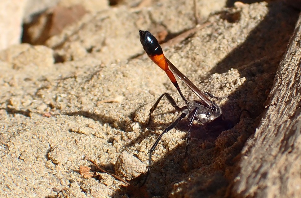 Ammophila sabulosa - homoki hernyóölődarázs