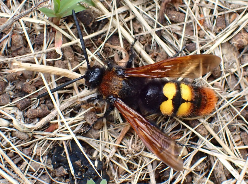 Megascolia maculata - óriás-tőrösdarázs