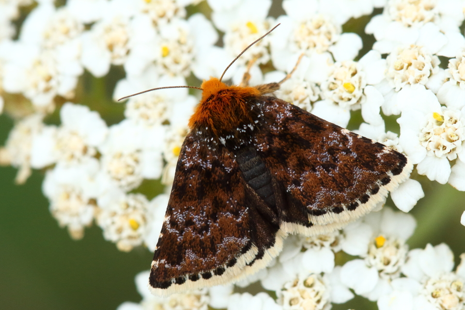 Apaustis rupicola - kakukkfű-törpebagoly Apaustis rupicola - kakukkfű-törpebagoly