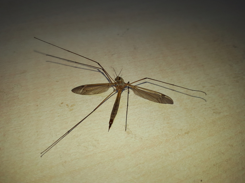 Tipula