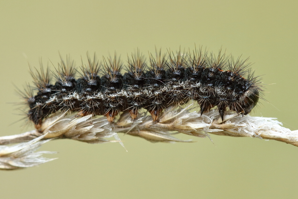 Spiris striata - csíkos molyszövő