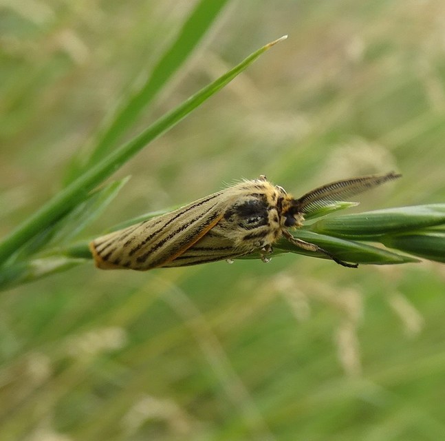 Spiris striata - csíkos molyszövő