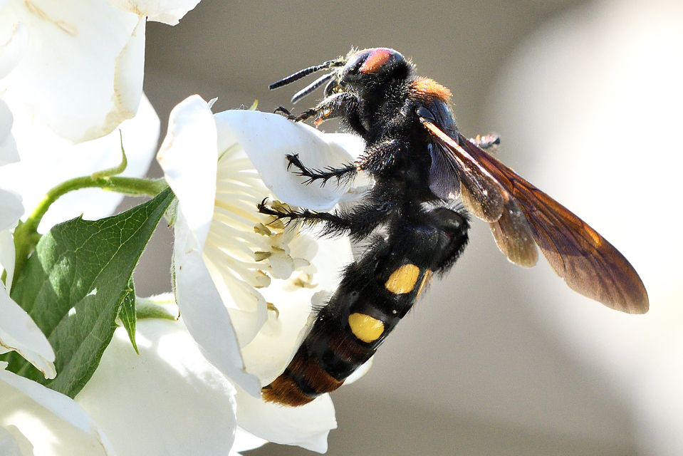 Megascolia maculata - óriás-tőrösdarázs