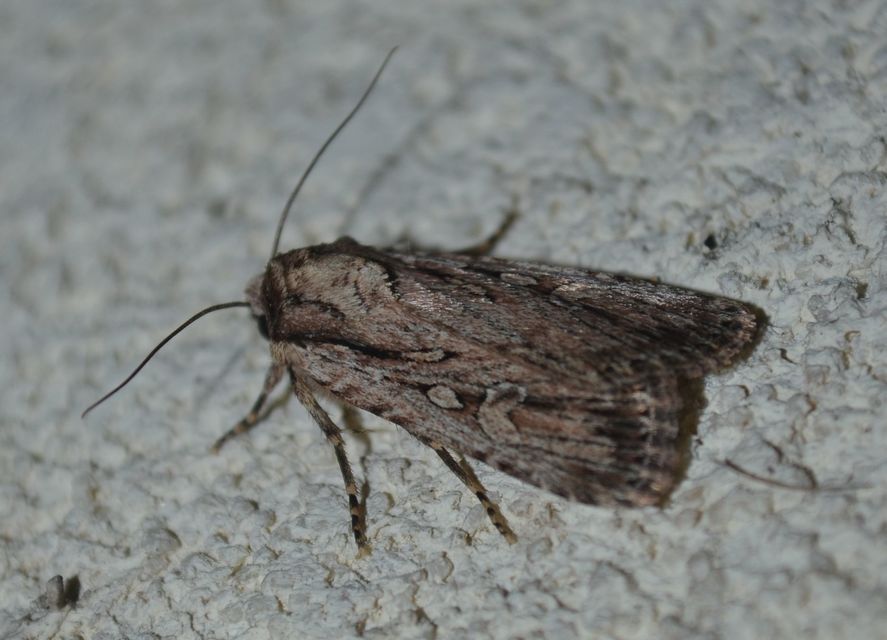 Dichagyris signifera - pompás földibagoly