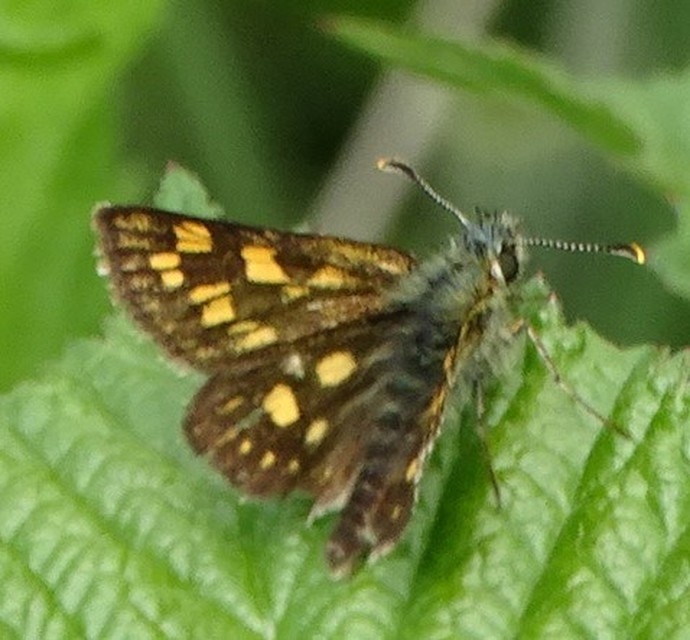 Carterocephalus palaemon - kockás busalepke