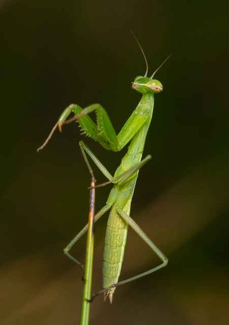 Mantis religiosa - imádkozósáska