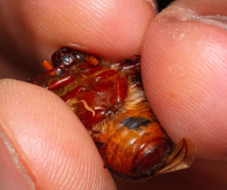 Holochelus vernus - tavaszi cserebogár