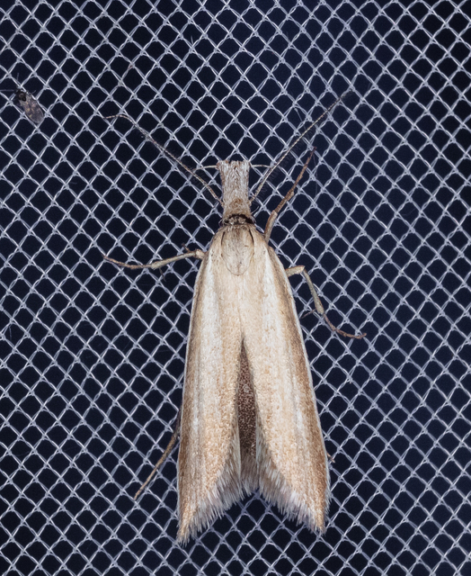 Pleurota