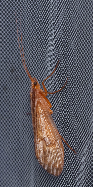 Limnephilidae