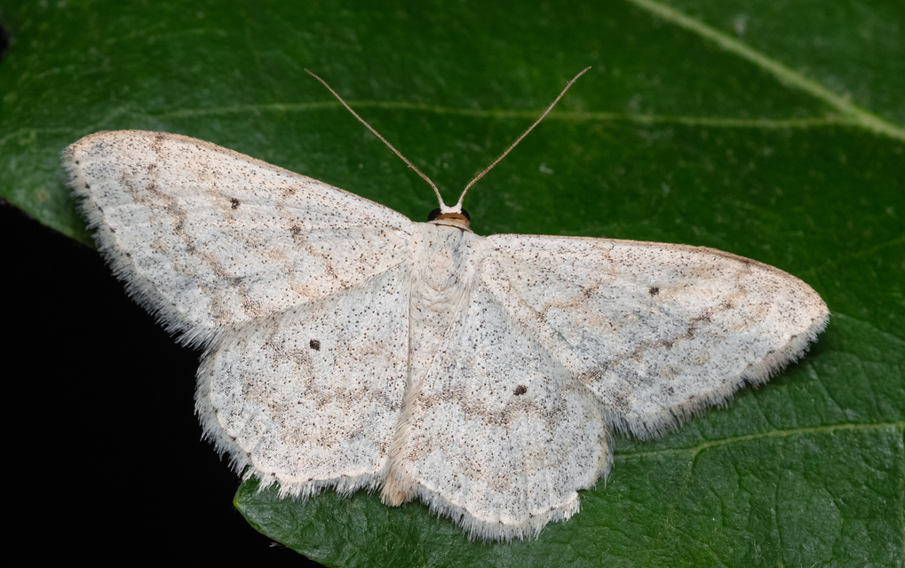 Scopula incanata - hamvas sávosaraszoló