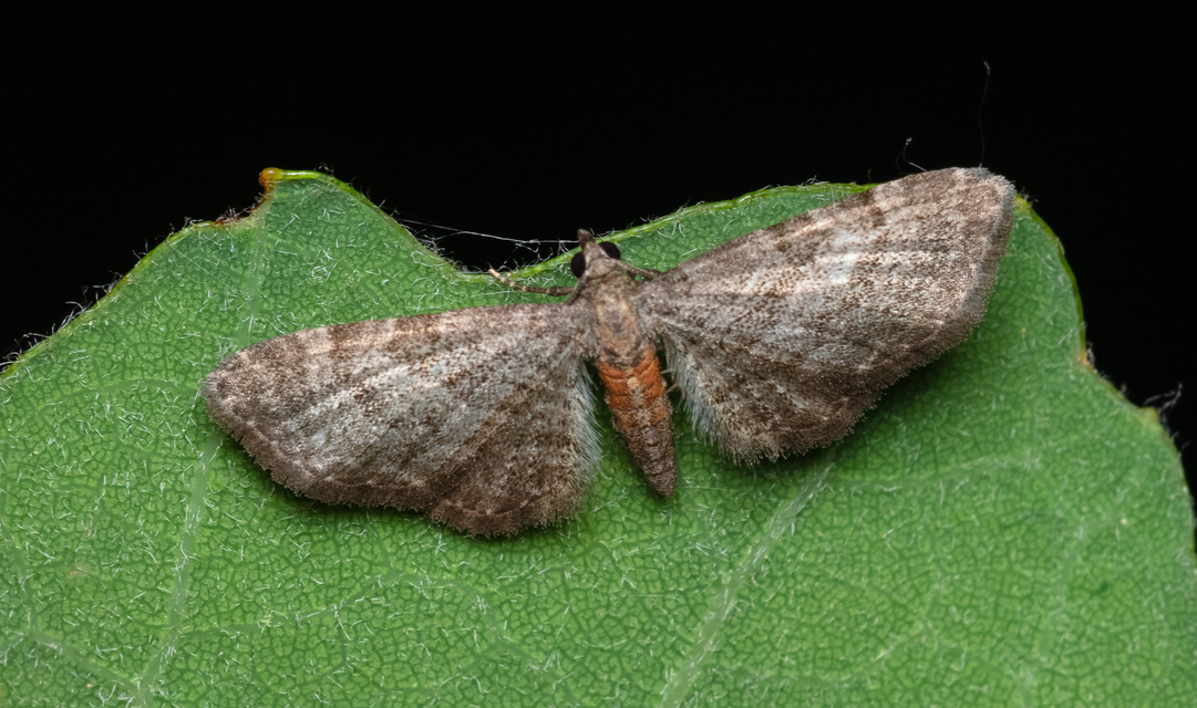 Eupithecia haworthiata - rozsdástestű törpearaszoló