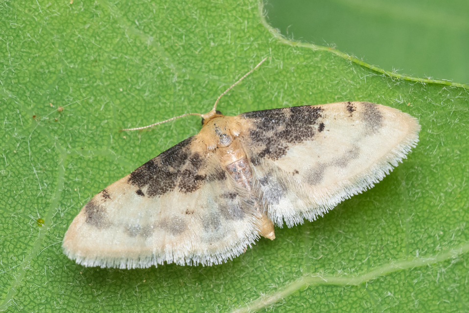Idaea filicata - sötéttövű apróaraszoló