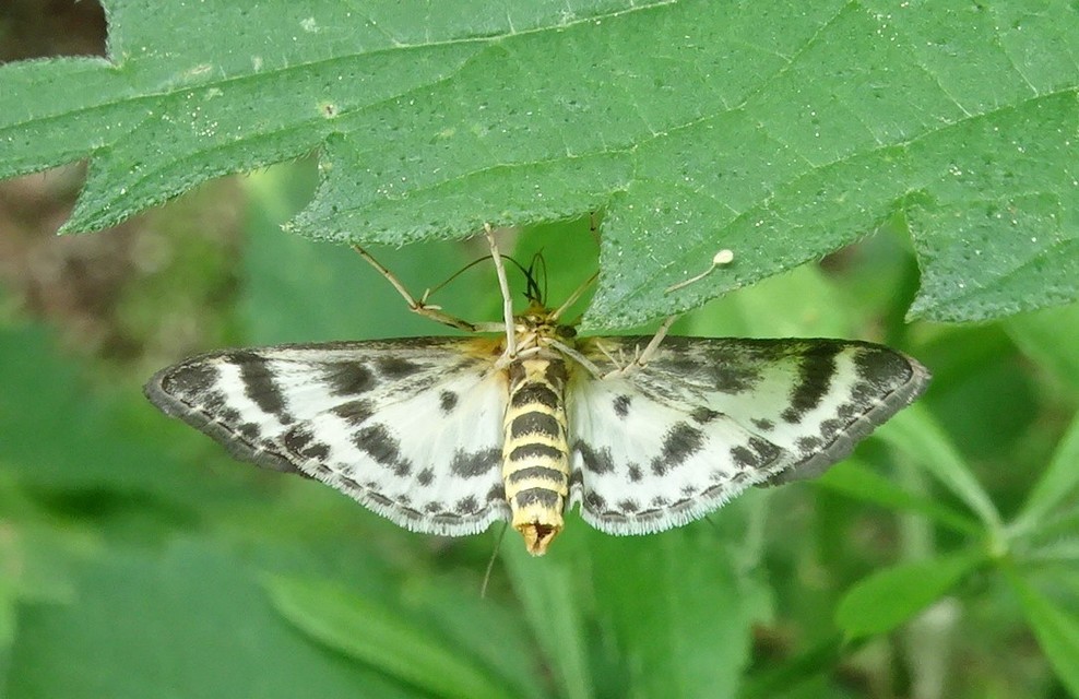 Anania hortulata - tarka csalánmoly
