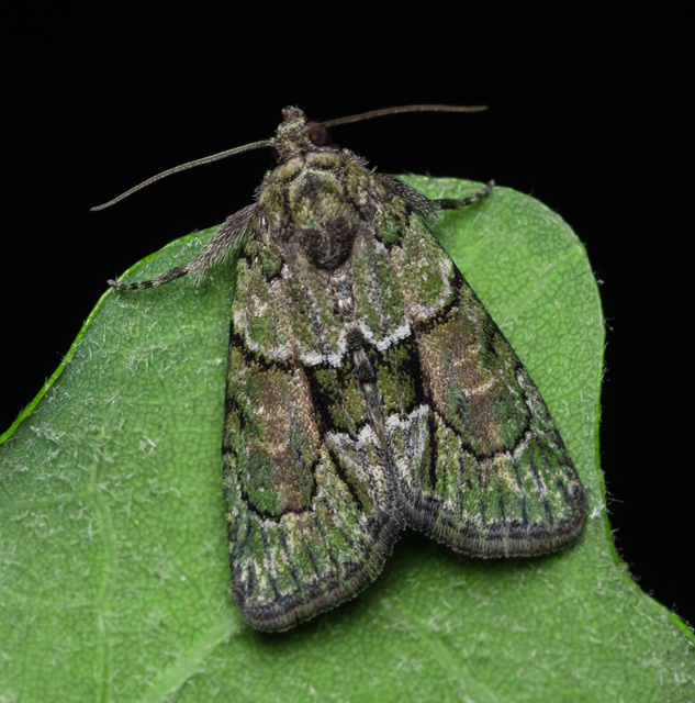 Cryphia fraudatricula - homoki zuzmóbagoly