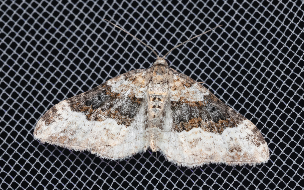 Epirrhoe galiata - sávos galajaraszoló