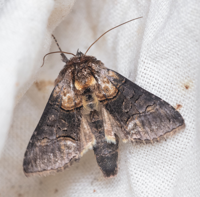 Abrostola asclepiadis - barnaövű csalánbagoly