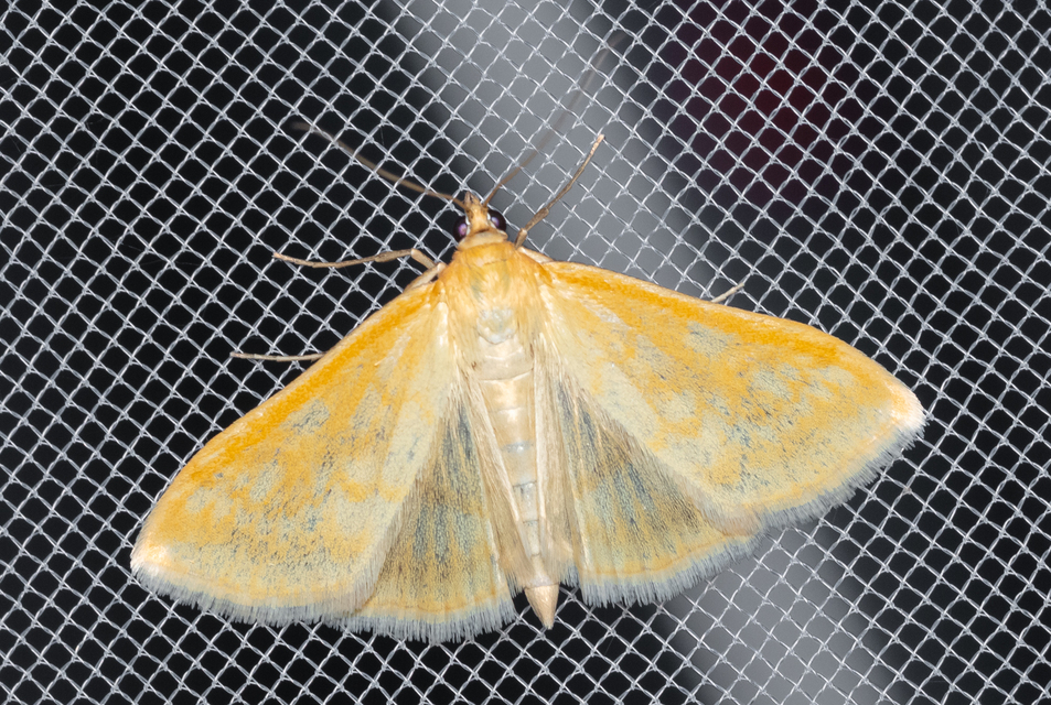 Sitochroa verticalis - világossárga dudvamoly