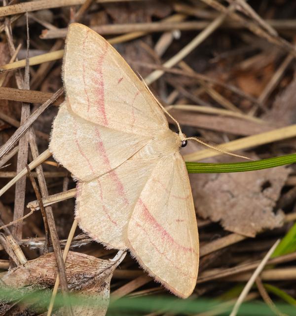 Rhodostrophia vibicaria - pirosszélű araszoló