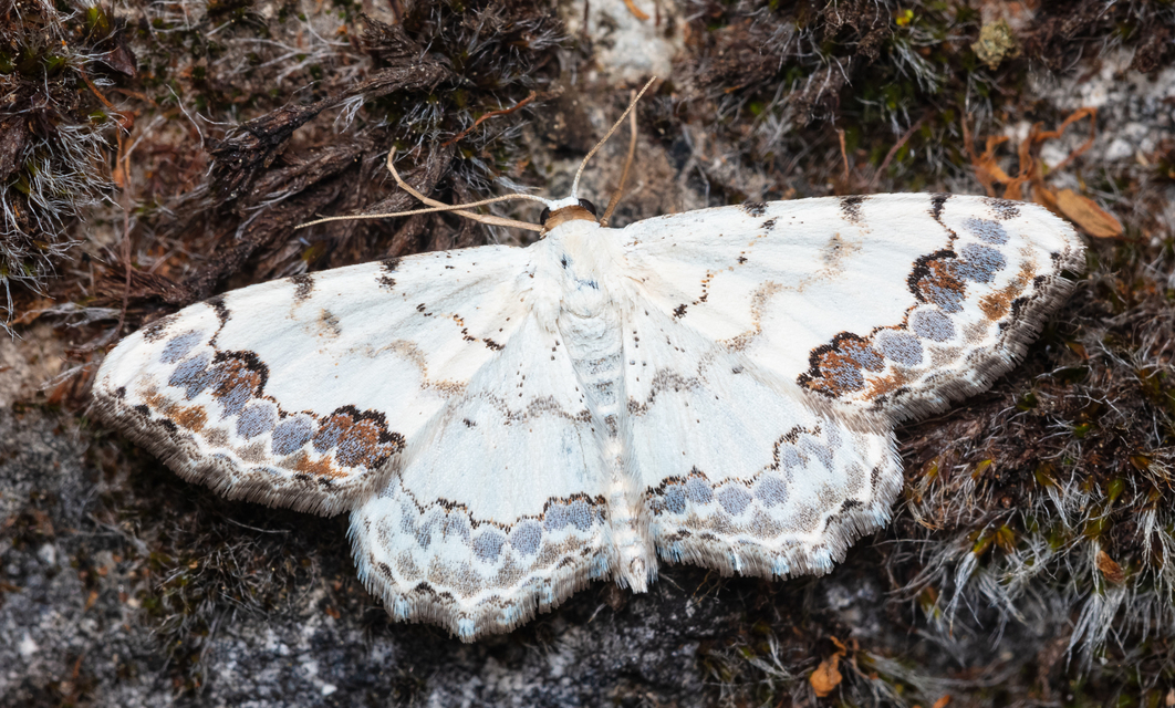 Scopula decorata - tarka fehéraraszoló
