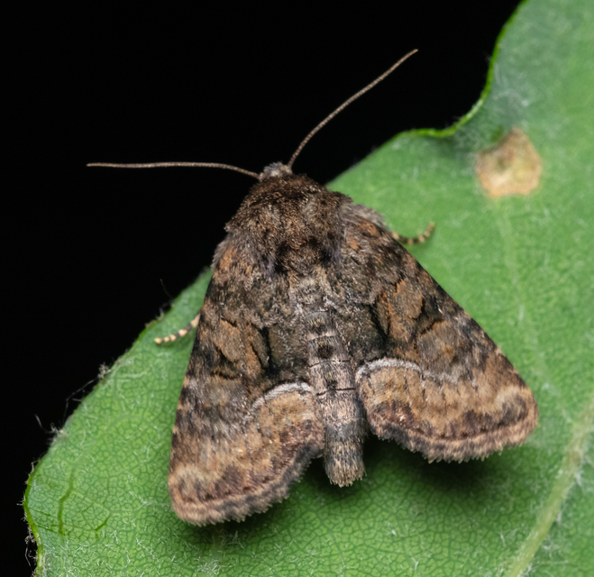 Oligia strigilis/latruncula/versicolor