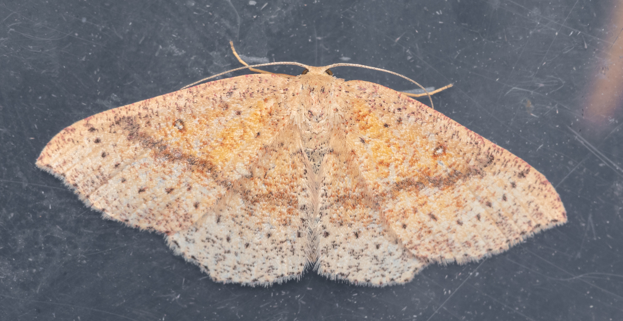 Cyclophora porata - körös pettyesaraszoló