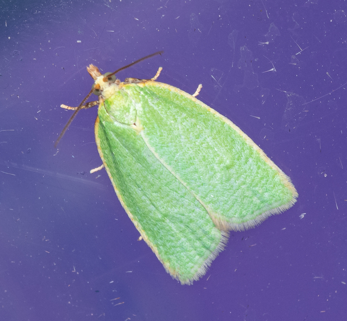 Tortrix viridana - tölgyilonca